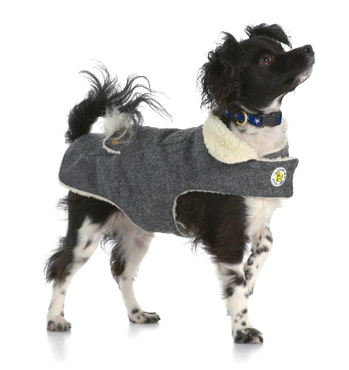 Black & white dog wearing gray wool coat with ivory sherpa lining and Up Country logo on strap on white background.