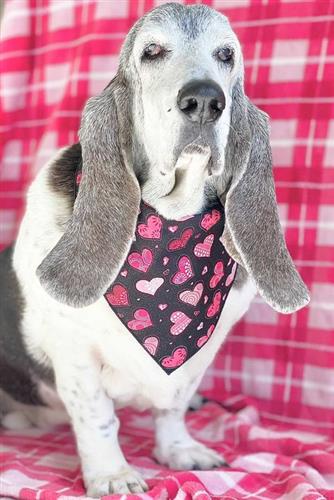 Valentine Dog Bandana
