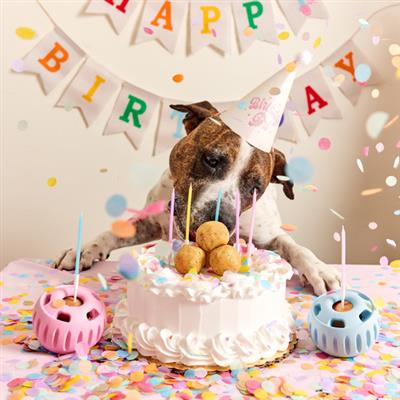 Dog celebrating a birthday with a cake, candles, and a 'Happy Birthday' banner.