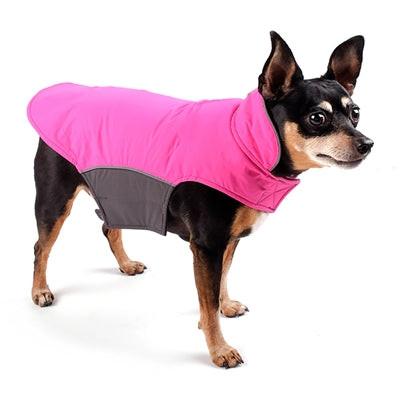 Dog wearing a pink and gray coat on a white background