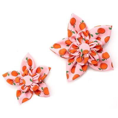 Two dog collar flowers with peach pattern on a white background