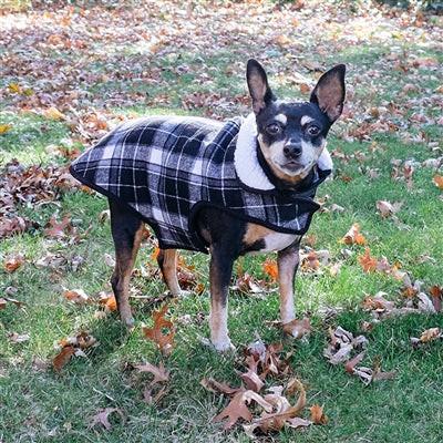 Dog wearing a plaid coat standing on grass with fallen leaves