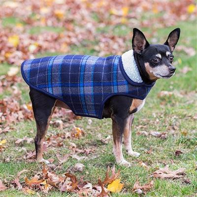 Dog wearing a blue plaid coat standing on grass with fallen leaves.