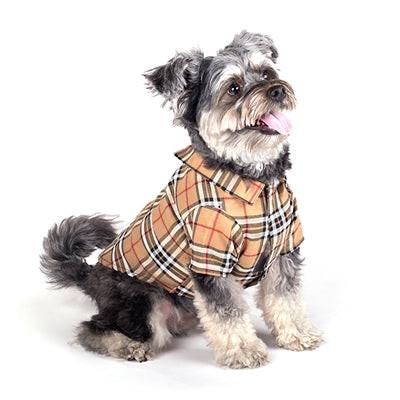 Sitting dog wearing an plaid dog shirt on white background