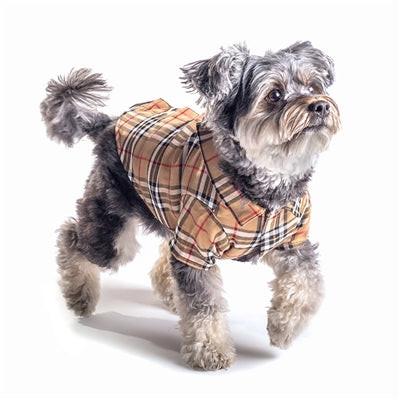 Standing dog wearing tan plaid dog shirt on white background