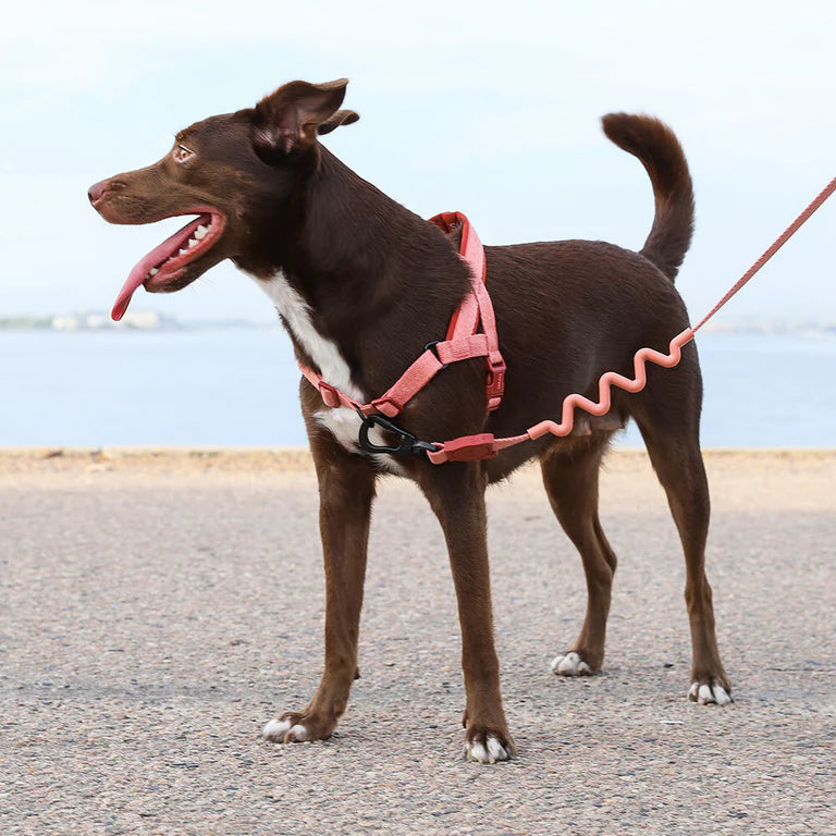 SofterWalk  No Pull Harness