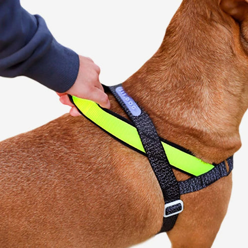 Dog wearing a green and black harness with a person adjusting it on a white background