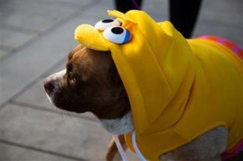 Dog wearing a bright yellow Big Bird hoodie with a character face hood and soft polyester fabric.
