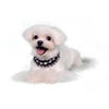 Pooch Outfitters Lila Deco Dog Collar.