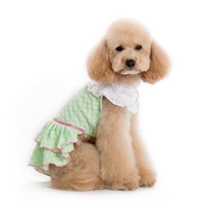 Small dog wearing a green polka dot dress with a white collar on a white background