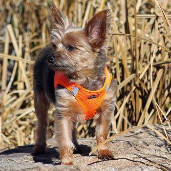 American River Ultra Choke Free Dog Harness - Hunter Orange.