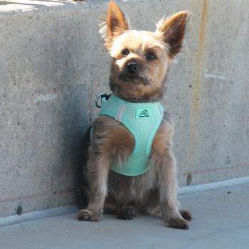 American River Ultra Choke Free Dog Harness - Teal.