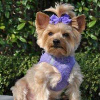 American River Ultra Choke Free Dog Harness - Paisley Purple.