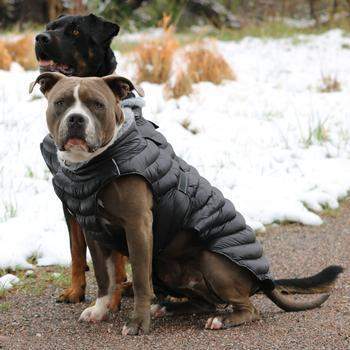 Alpine Extreme Weather Puffer Dog Coat - Black.