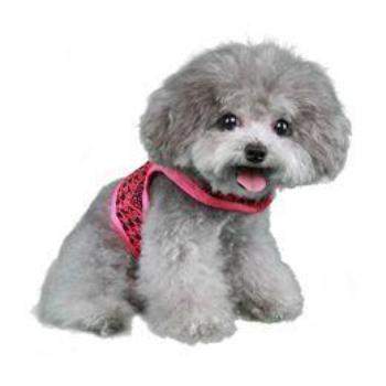 Celina Dog Harness.