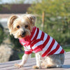 Striped Dog Polo - Flame Scarlet Red and White.