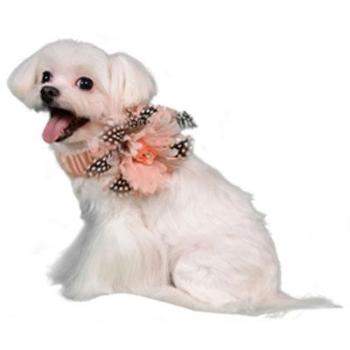 Florence Deco Dog Collar.