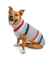 Chilly Dog Grey Chevron Dog Sweater-Paws & Purrs Barkery & Boutique