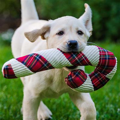 Totally Tartan Corduroy Candy Cane