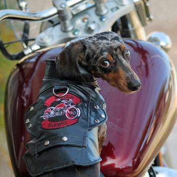 Biker Dawg Motorcycle Jacket - Black.