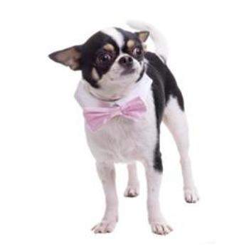 Pooch Outfitters Pink Satin Shirt Collar & Bow Tie.