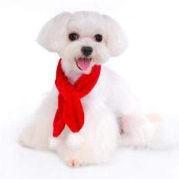 A small, fluffy white dog wearing Pooch Outfitters Santa Paws Scarf sits on a white background, looking forward with its tongue out.