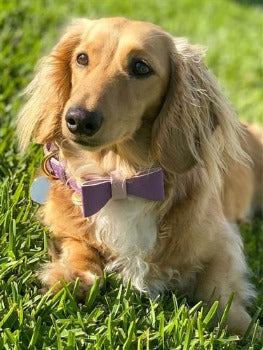 Poise Pup Lavish Lavender Leather Dog Bow Tie
