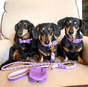 Poise Pup Lavish Lavender Leather Dog Bow Tie