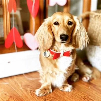 Poise Pup Melting Hearts Leather Dog Bow Tie