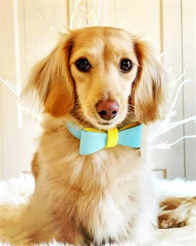 Poise Pup Sunshine Babe Leather Dog Bow Tie