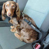 Seatbelt Strap Car Dog Leash.