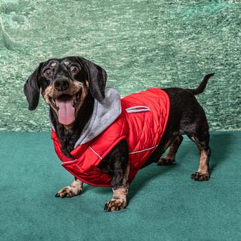 Weekender Dog Sweatshirt Hoodie - Red.