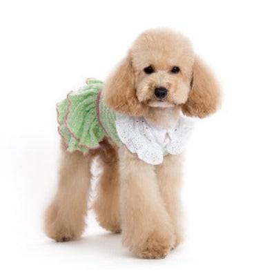Small dog wearing a green and white outfit on a white background
