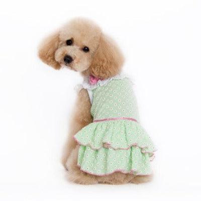 Small dog wearing a green polka dot dress on a white background